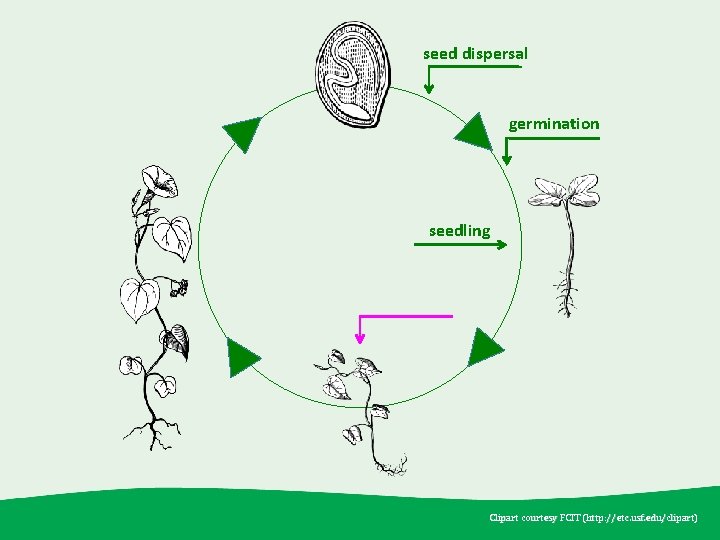 seed dispersal germination seedling Clipart courtesy FCIT (http: //etc. usf. edu /clipart) (http: //etc.