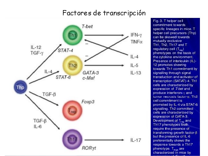 Factores de transcripción 