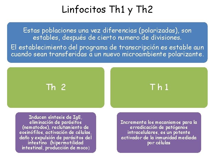 Linfocitos Th 1 y Th 2 Estas poblaciones una vez diferencias (polarizadas), son estables,