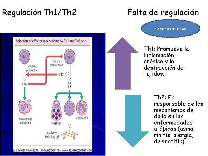 Regulación Th 1/Th 2 Falta de regulación Consecuencias Th 1: Promueve la inflamación crónica