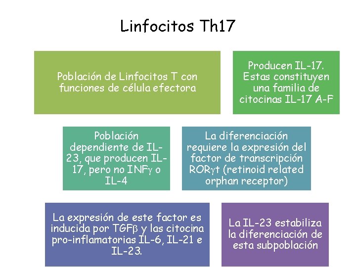 Linfocitos Th 17 Población de Linfocitos T con funciones de célula efectora Población dependiente