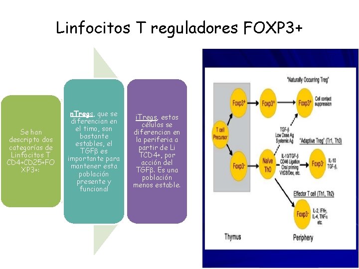 Linfocitos T reguladores FOXP 3+ Se han descripto dos categorías de Linfocitos T CD
