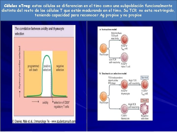 Células n. Treg: estas células se diferencian en el timo como una subpoblación funcionalmente
