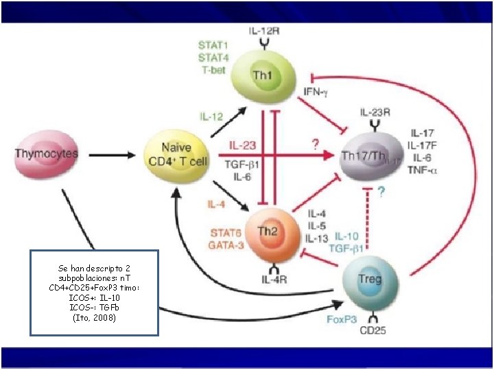 Se han descripto 2 subpoblaciones: n. T CD 4+CD 25+Fox. P 3 timo: ICOS+: