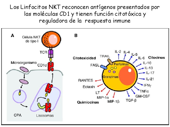 Los Linfocitos NKT reconocen antígenos presentados por las moléculas CD 1 y tienen función