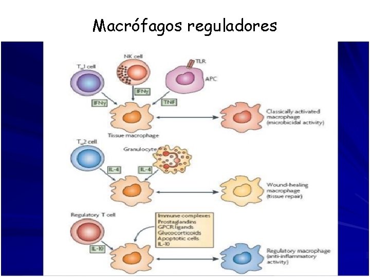 Macrófagos reguladores 