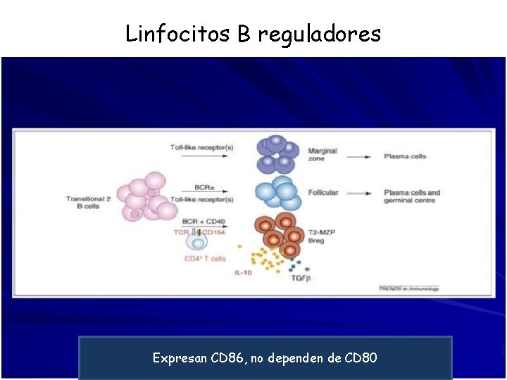 Linfocitos B reguladores Expresan CD 86, no dependen de CD 80 