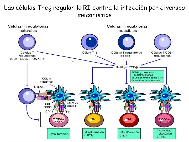 Las células Treg regulan la RI contra la infección por diversos mecanismos 