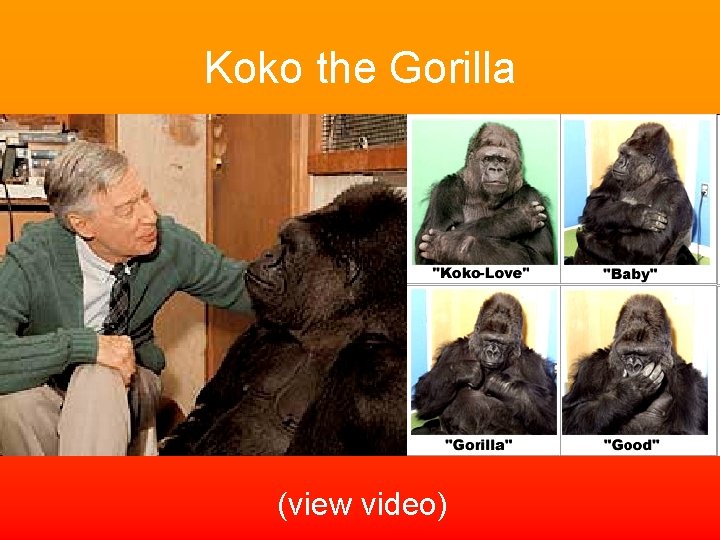 Koko the Gorilla (view video) 