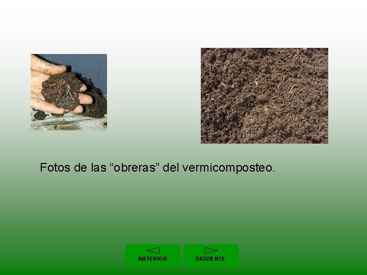 Fotos de las “obreras” del vermicomposteo. ANTERIOR SIGUIENTE 