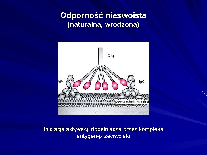 Odporność nieswoista (naturalna, wrodzona) Inicjacja aktywacji dopełniacza przez kompleks antygen-przeciwciało 