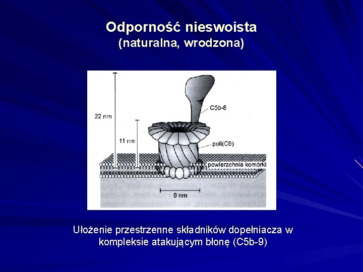 Odporność nieswoista (naturalna, wrodzona) Ułożenie przestrzenne składników dopełniacza w kompleksie atakującym błonę (C 5