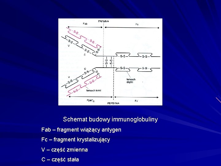 Schemat budowy immunoglobuliny Fab – fragment wiążący antygen Fc – fragment krystalizujący V –