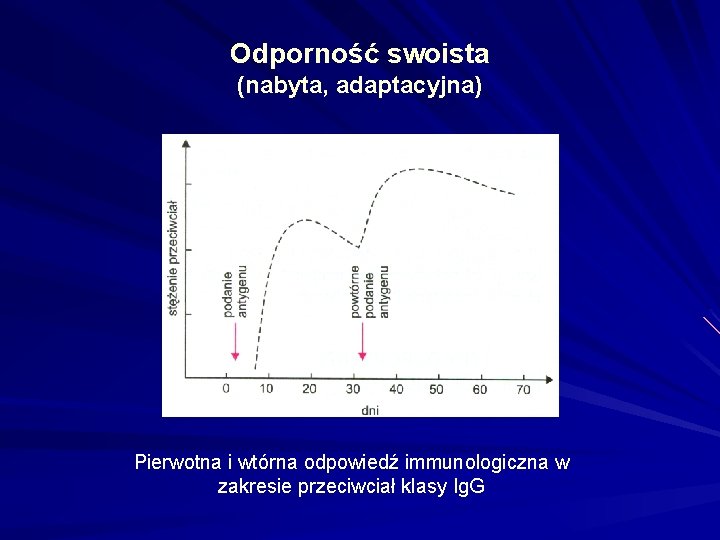 Odporność swoista (nabyta, adaptacyjna) Pierwotna i wtórna odpowiedź immunologiczna w zakresie przeciwciał klasy Ig.