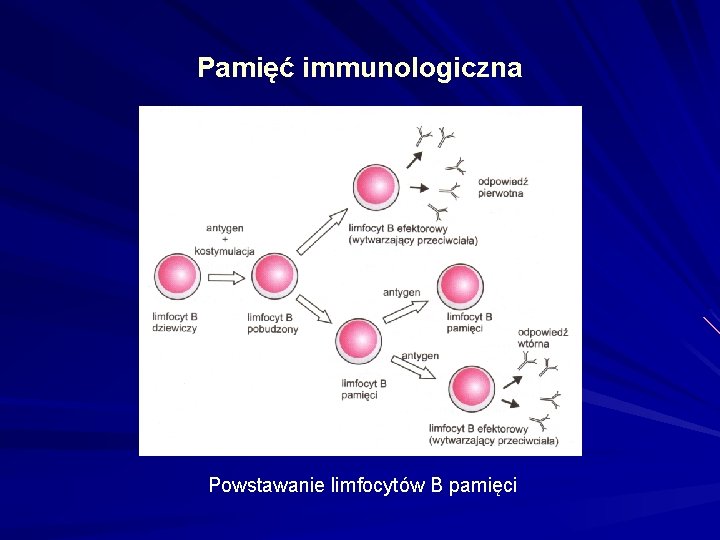 Pamięć immunologiczna Powstawanie limfocytów B pamięci 