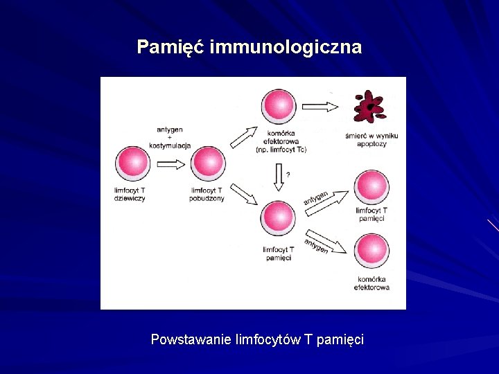 Pamięć immunologiczna Powstawanie limfocytów T pamięci 