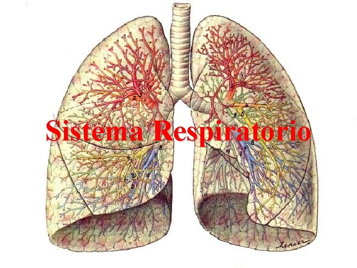 Sistema Respiratorio 