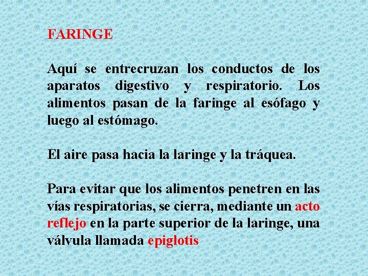 FARINGE Aquí se entrecruzan los conductos de los aparatos digestivo y respiratorio. Los alimentos