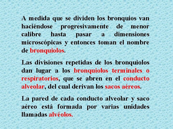 A medida que se dividen los bronquios van haciéndose progresivamente de menor calibre hasta