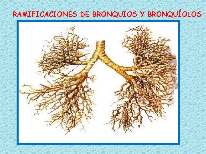 RAMIFICACIONES DE BRONQUIOS Y BRONQUÍOLOS 