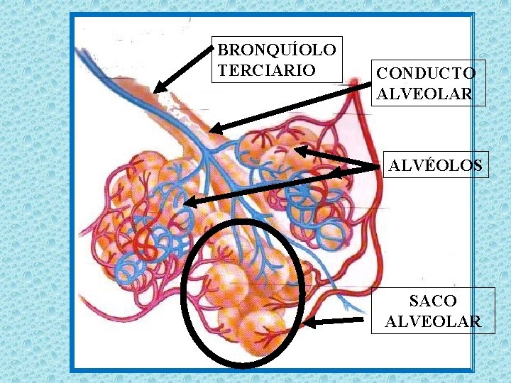 BRONQUÍOLO TERCIARIO CONDUCTO ALVEOLAR ALVÉOLOS SACO ALVEOLAR 