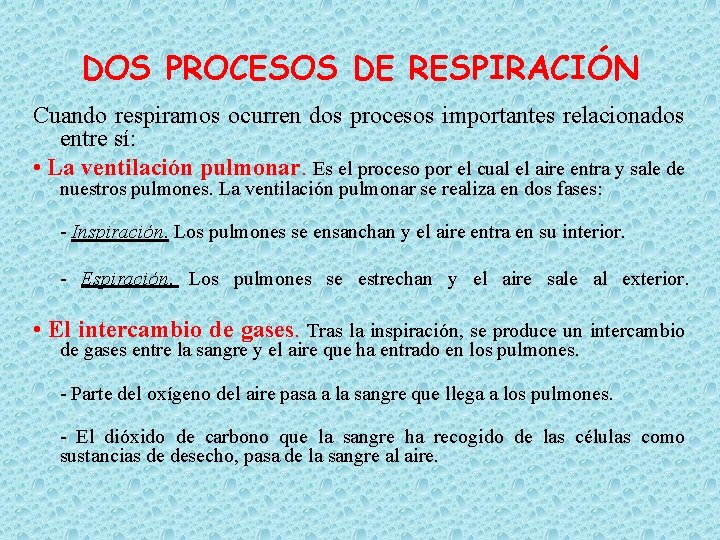 DOS PROCESOS DE RESPIRACIÓN Cuando respiramos ocurren dos procesos importantes relacionados entre sí: •