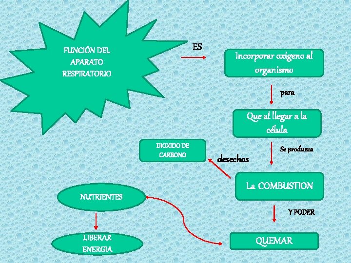 ES FUNCIÓN DEL APARATO RESPIRATORIO Incorporar oxígeno al organismo para Que al llegar a