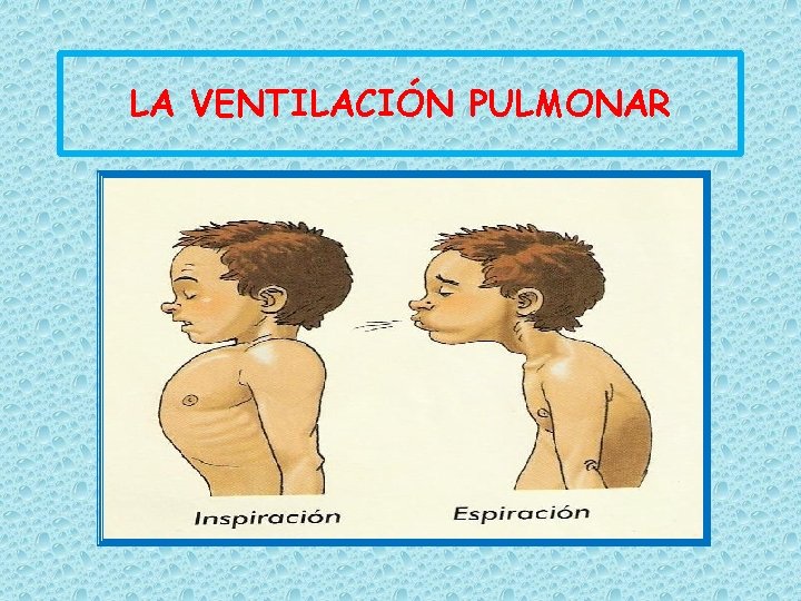 LA VENTILACIÓN PULMONAR 