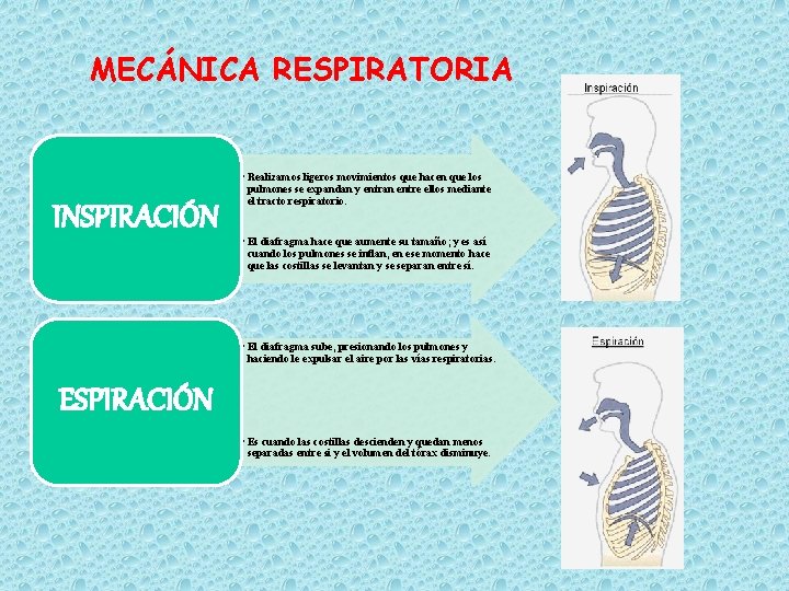 MECÁNICA RESPIRATORIA INSPIRACIÓN • Realizamos ligeros movimientos que hacen que los pulmones se expandan