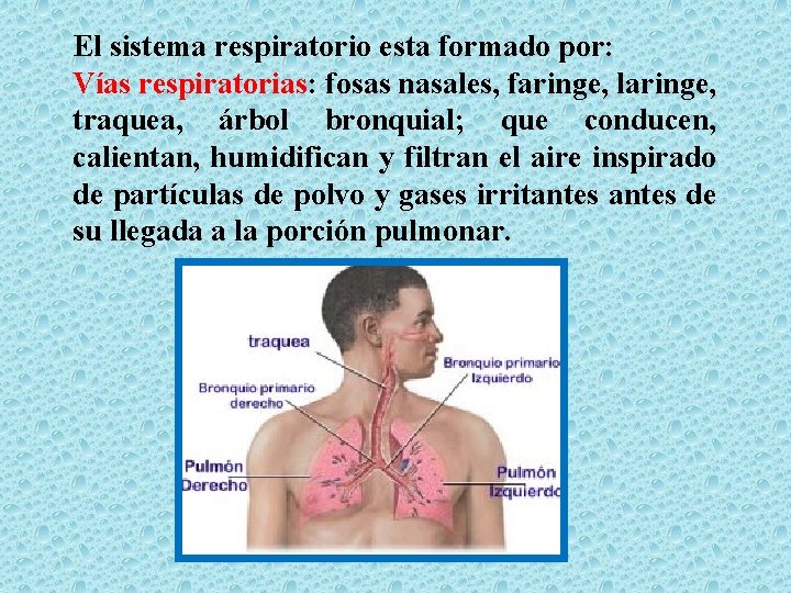 El sistema respiratorio esta formado por: Vías respiratorias: fosas nasales, faringe, laringe, traquea, árbol
