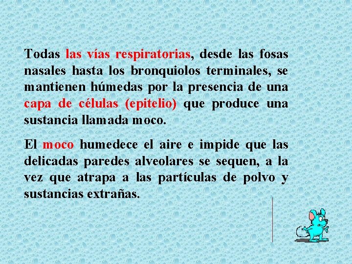 Todas las vías respiratorias, desde las fosas nasales hasta los bronquiolos terminales, se mantienen