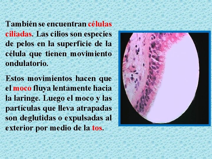 También se encuentran células ciliadas. Las cilios son especies de pelos en la superficie