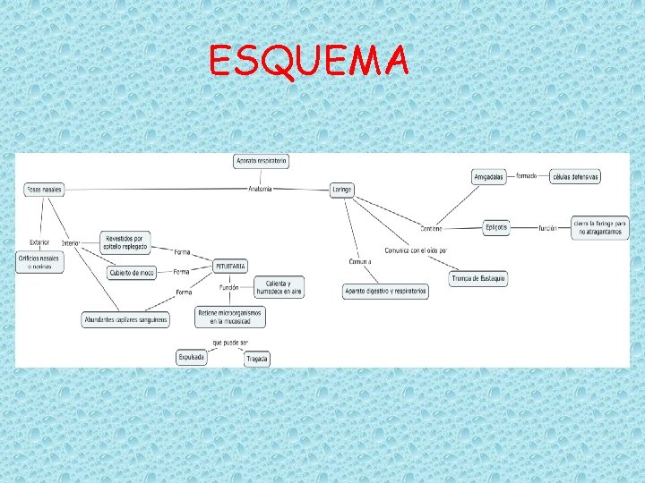 ESQUEMA 