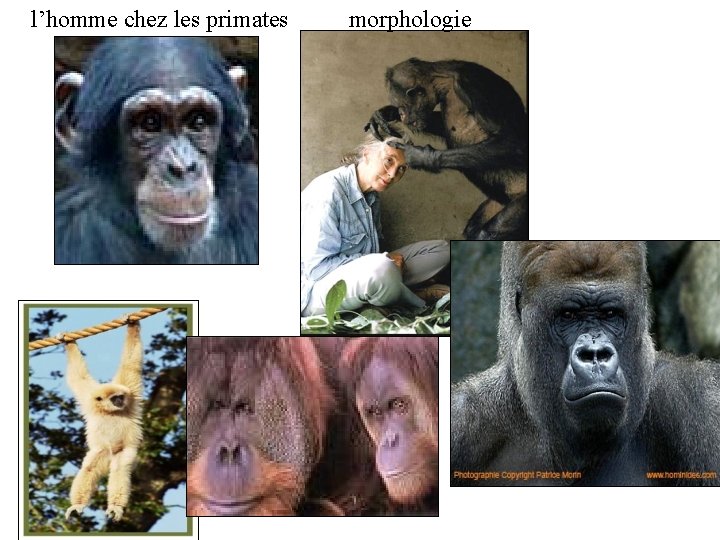 l’homme chez les primates morphologie 