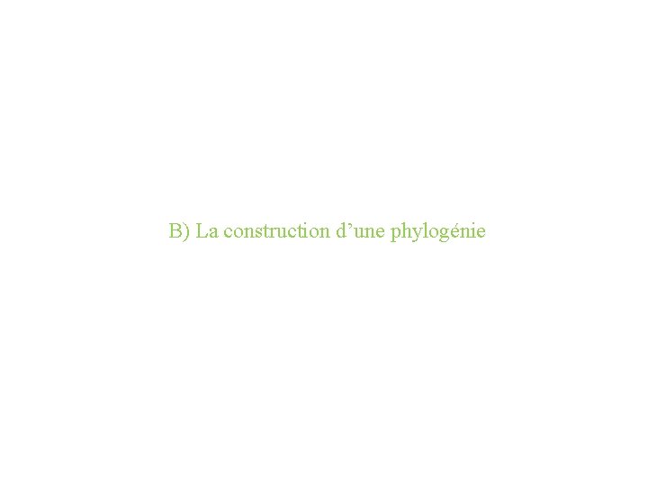 B) La construction d’une phylogénie 