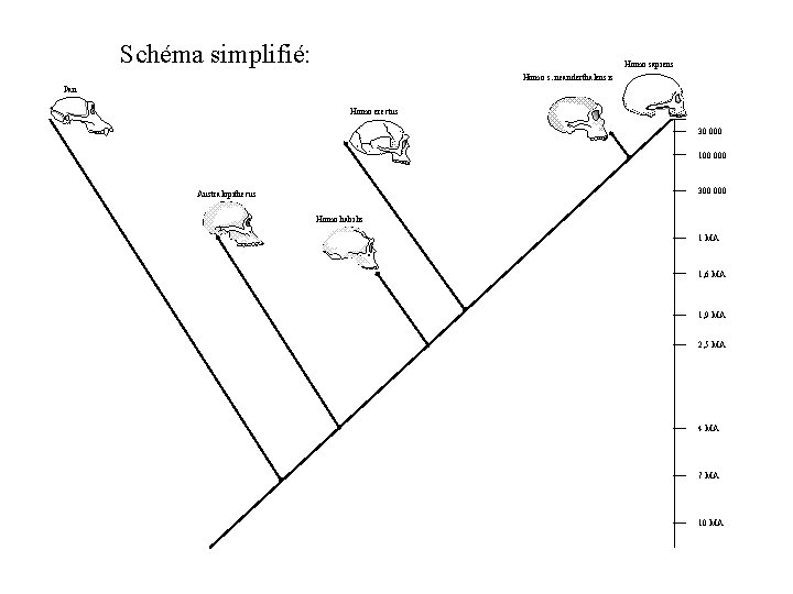 Schéma simplifié: Homo sapiens Homo s. neanderthalensis Pan Homo erectus 30 000 100 000