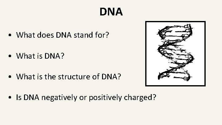 DNA • What does DNA stand for? • What is DNA? • What is