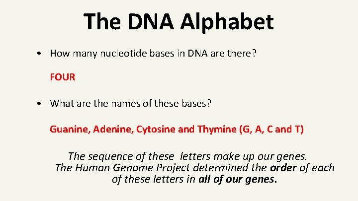 The DNA Alphabet • How many nucleotide bases in DNA are there? FOUR •