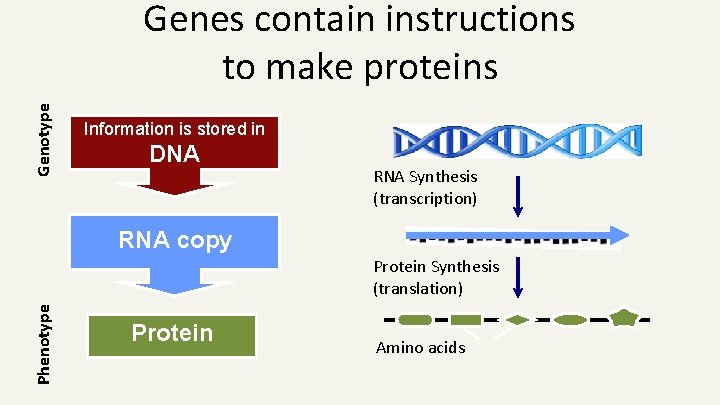 Genotype Genes contain instructions to make proteins Information is stored in DNA RNA Synthesis