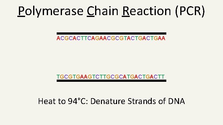 Polymerase Chain Reaction (PCR) ACGCACTTCAGAACGCGTACTGAA TGCGTGAAGTCTTGCGCATGACTT Heat to 94°C: Denature Strands of DNA 