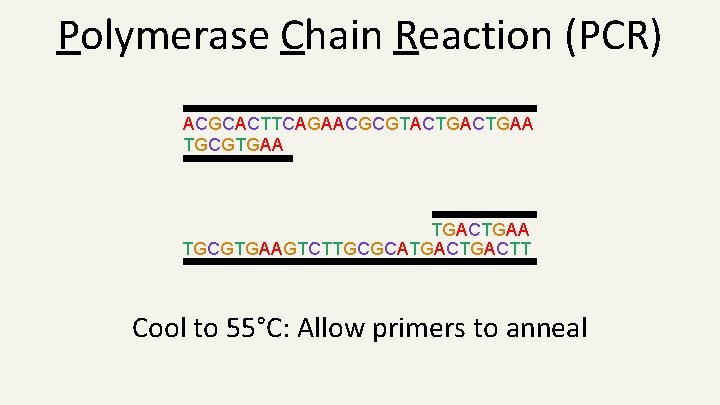 Polymerase Chain Reaction (PCR) ACGCACTTCAGAACGCGTACTGAA TGCGTGAA TGACTGAA TGCGTGAAGTCTTGCGCATGACTT Cool to 55°C: Allow primers to