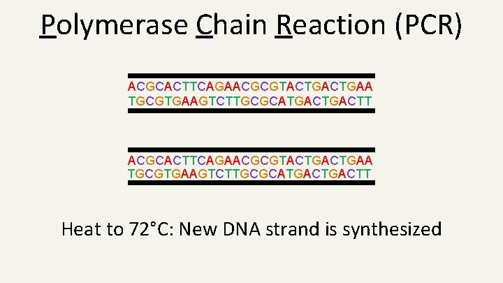 Polymerase Chain Reaction (PCR) ACGCACTTCAGAACGCGTACTGACTGAA TGCGTGAAGTCTTGCGCATGACTGACTT Heat to 72°C: New DNA strand is synthesized