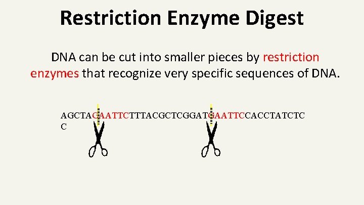 Restriction Enzyme Digest DNA can be cut into smaller pieces by restriction enzymes that