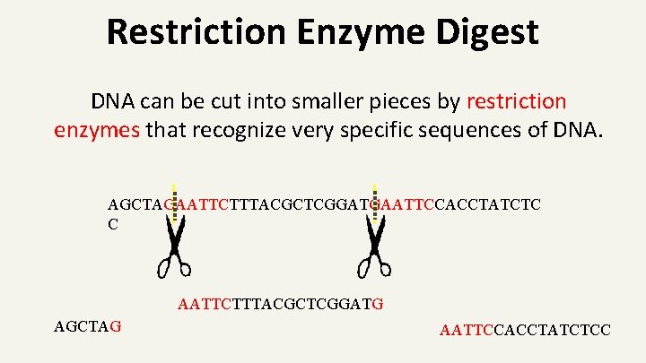 Restriction Enzyme Digest DNA can be cut into smaller pieces by restriction enzymes that