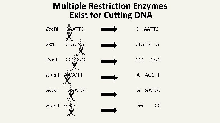 Multiple Restriction Enzymes Exist for Cutting DNA Eco. RI GAATTC G AATTC Pst. I