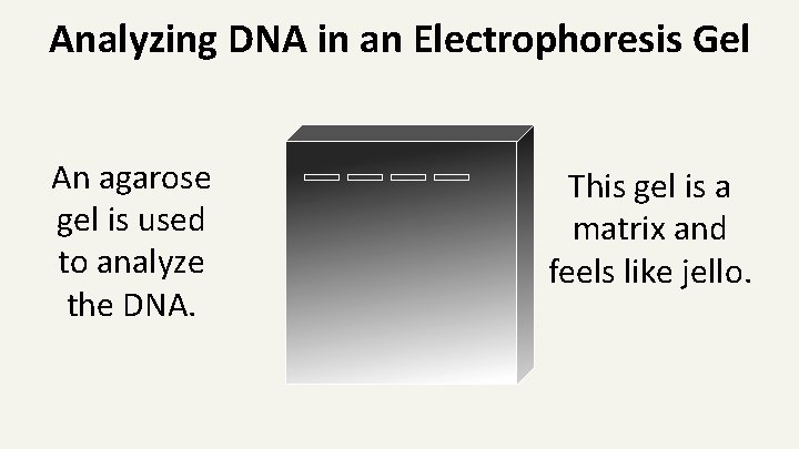 Analyzing DNA in an Electrophoresis Gel An agarose gel is used to analyze the