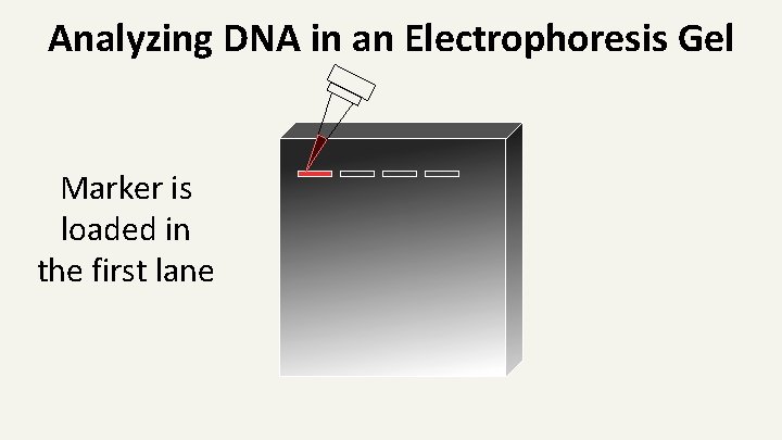 Analyzing DNA in an Electrophoresis Gel Marker is loaded in the first lane 