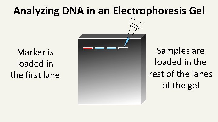 Analyzing DNA in an Electrophoresis Gel Marker is loaded in the first lane Samples