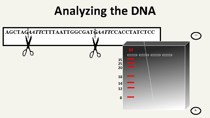 Analyzing the DNA AGCTAGAATTCTTTAATTGGCGATGAATTCCACCTATCTCC _ M 35 25 20 18 14 12 8 +