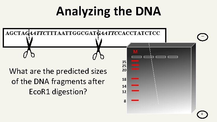 Analyzing the DNA AGCTAGAATTCTTTAATTGGCGATGAATTCCACCTATCTCC _ M What are the predicted sizes of the DNA